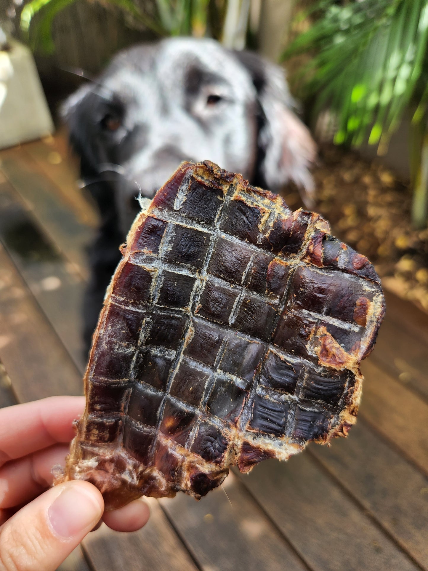 Kangaroo tendon dog treats