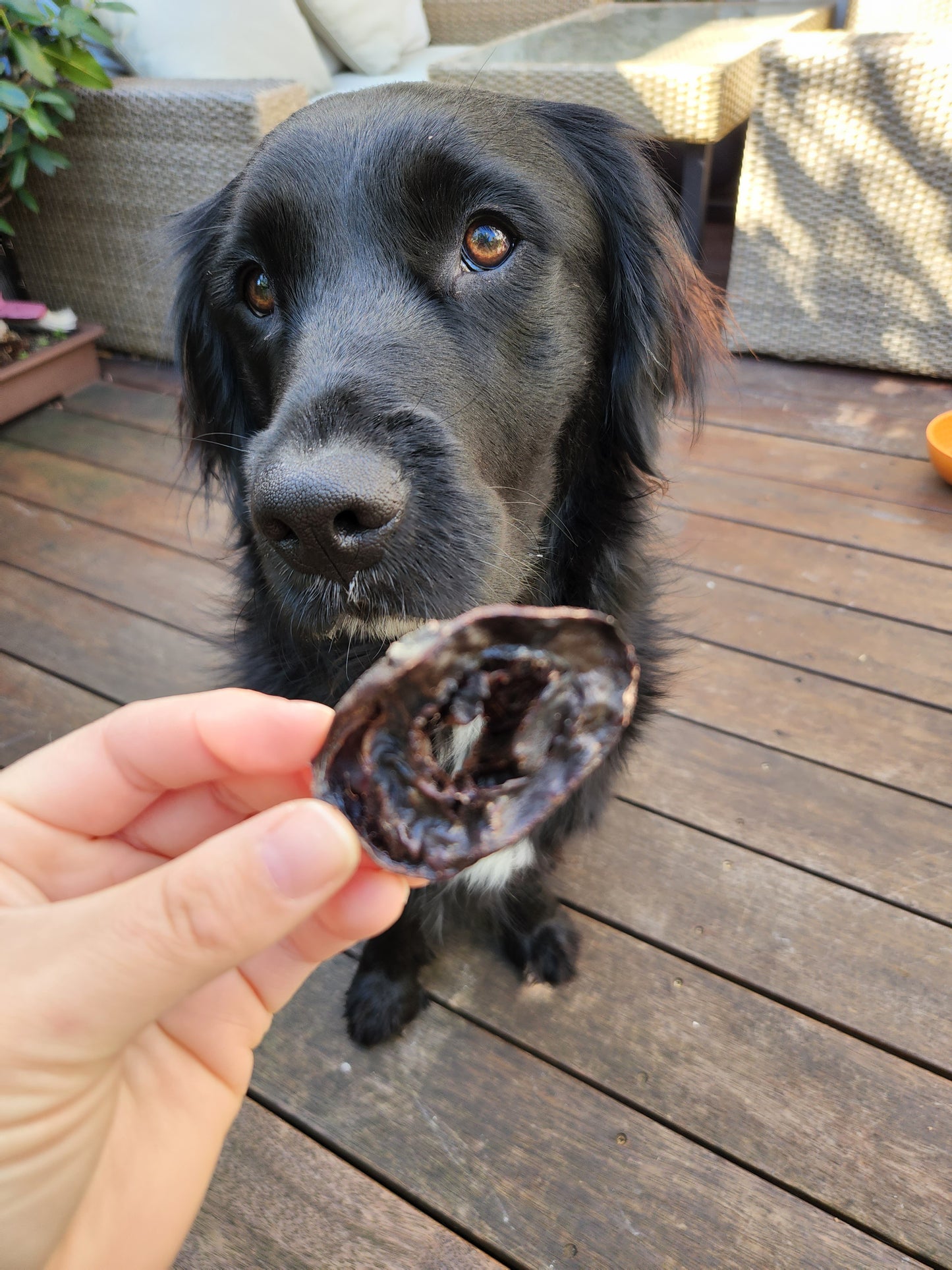 Kangaroo Heart dog treats