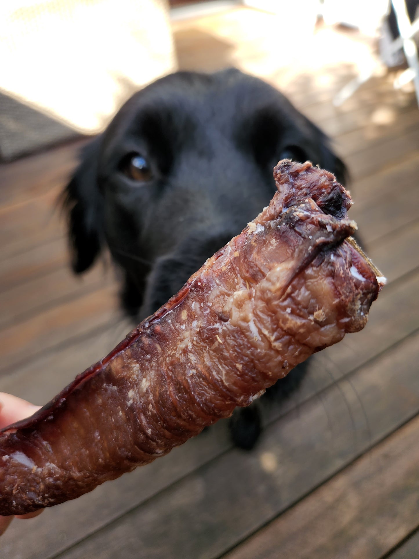 Lamb trachea for dogs - dog treats