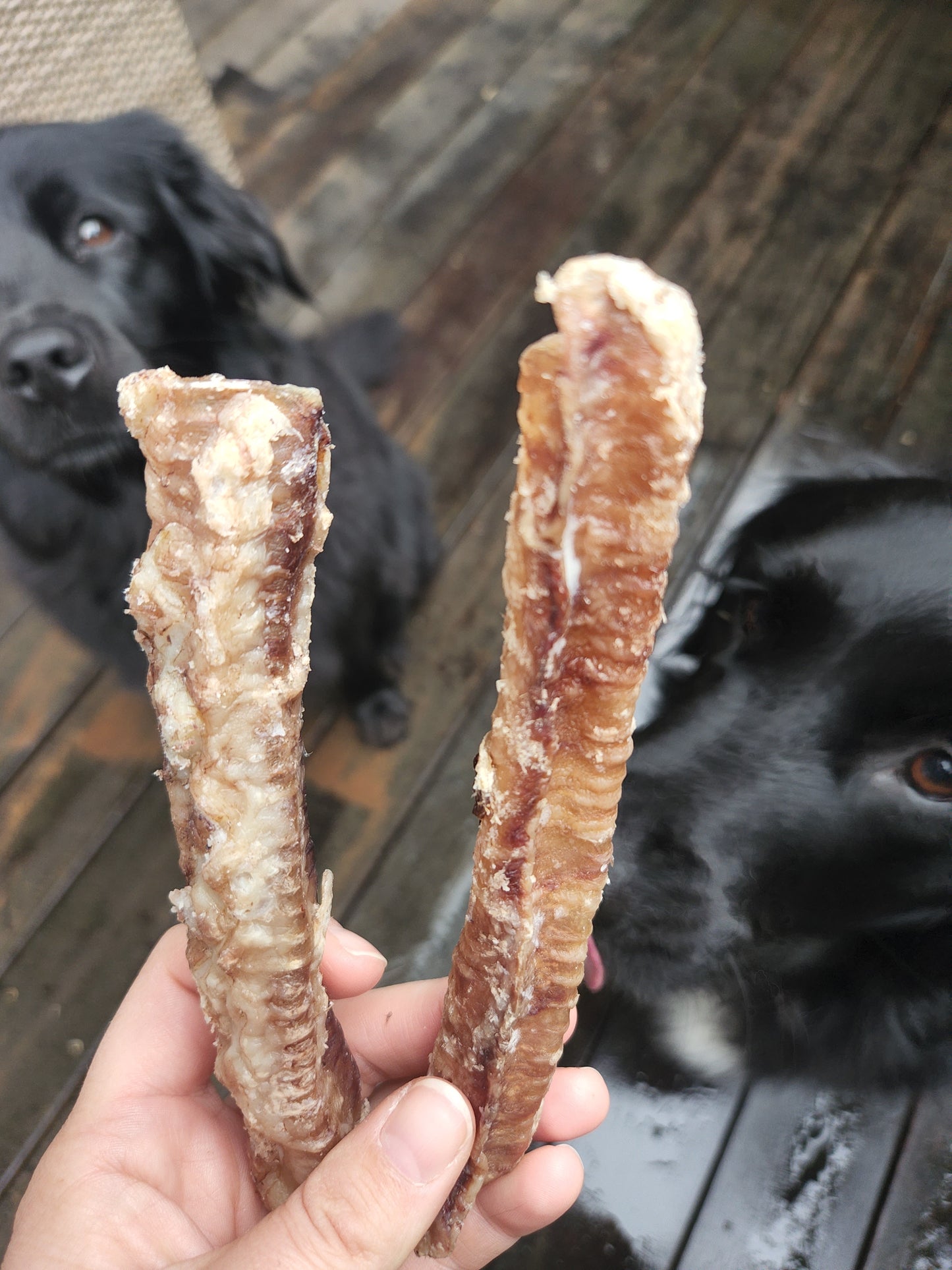 Lamb trachea dog treats and chews