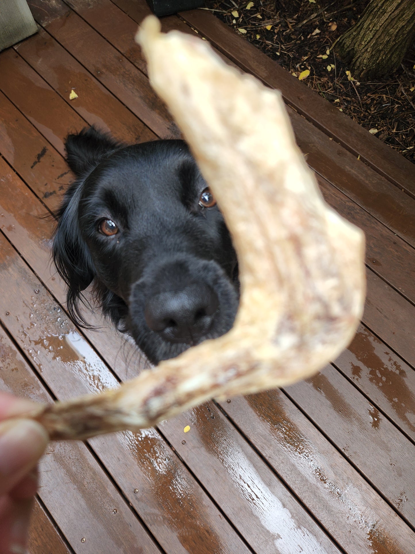 Freeze dried duck wing dog treats