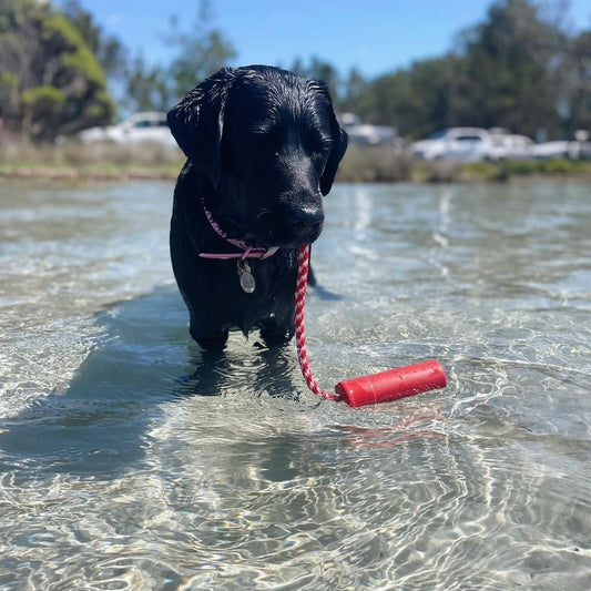 Sodapup firecracker water dog toy