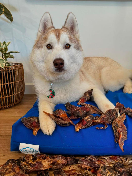 Kangaroo knee tendons dog treats