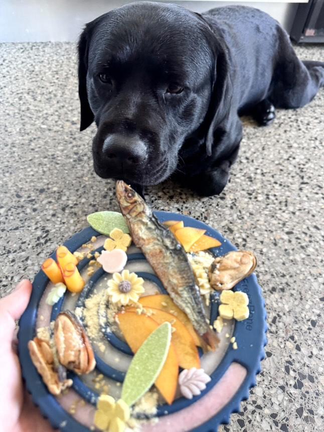 Freezbone freezswirl enrichment toy and slow feeder bowl