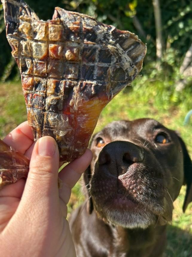 Kangaroo tendon dog treats