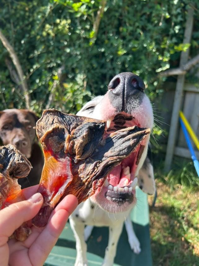 Kangaroo knee tendon dog treats