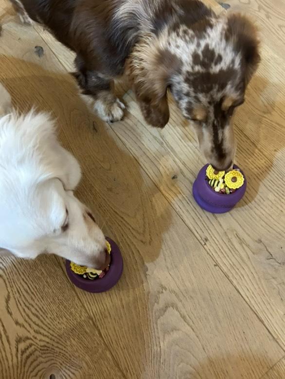 Freezbone - Freezball enrichment feeder