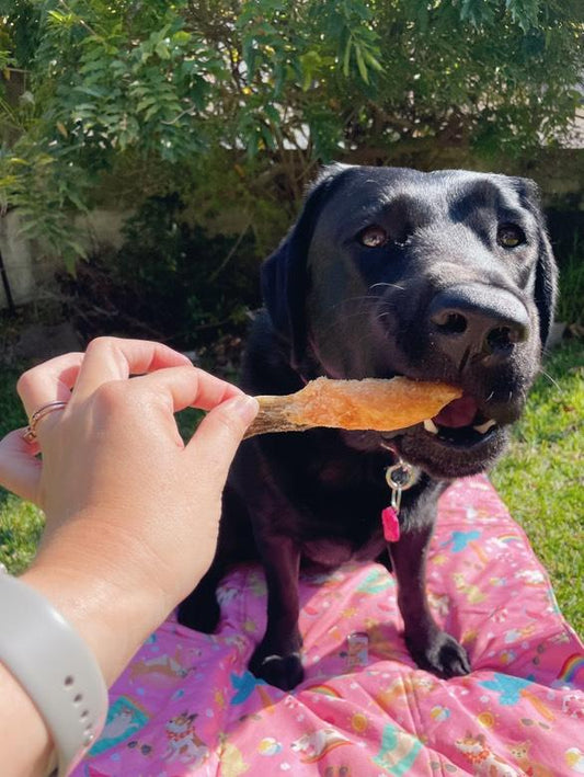 Freeze dried salmon bellies dog treats