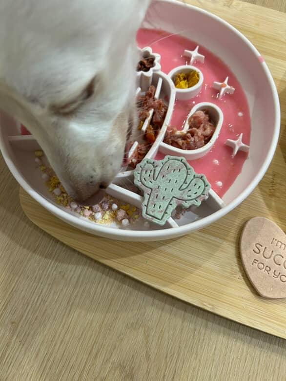Cactus silicone slow feeder bowl