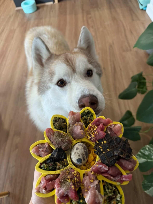 Freezbone freezflower enrichment bowl for dogs
