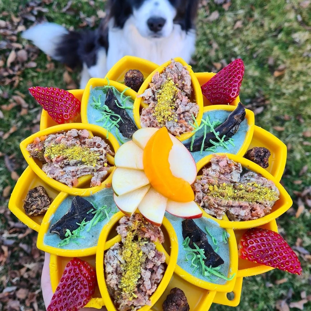 Sodapup Mandala slow feed bowl