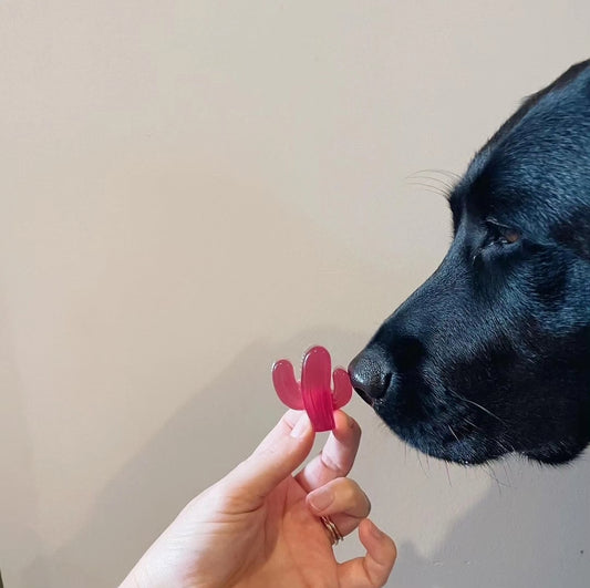 Dog jelly - Dragonfruit doggy jelly