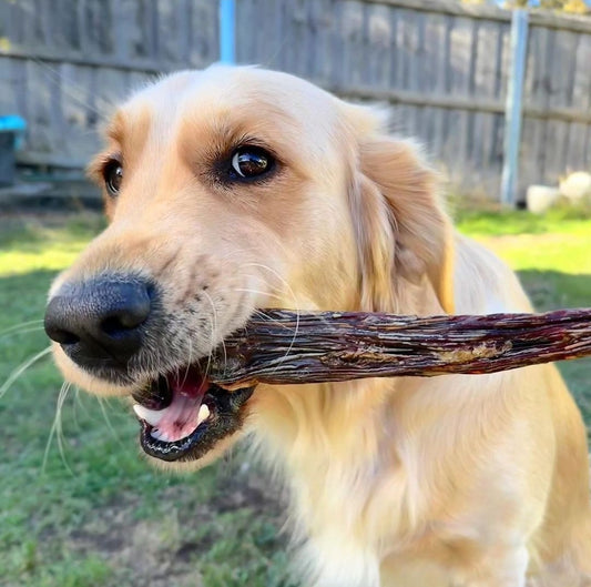Kangaroo tail dog treats