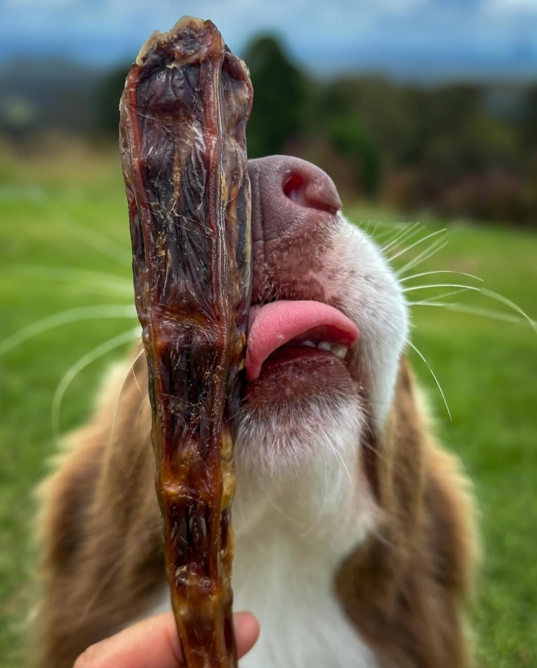 Kangaroo tail tips for dogs