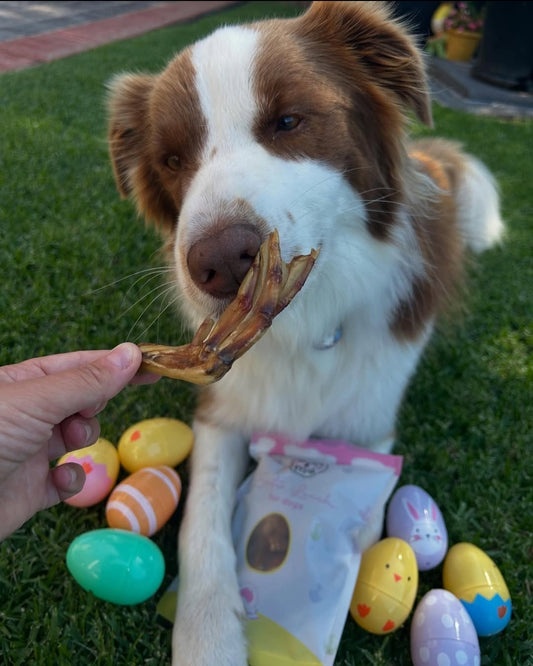 Dehydrated duck feet dog treats