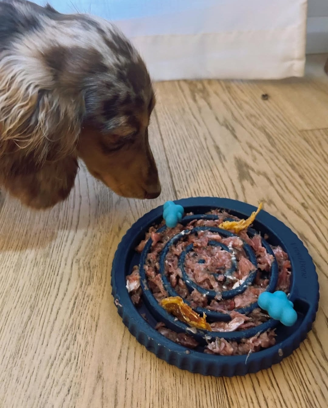 Freezbone freezswirl enrichment feeder