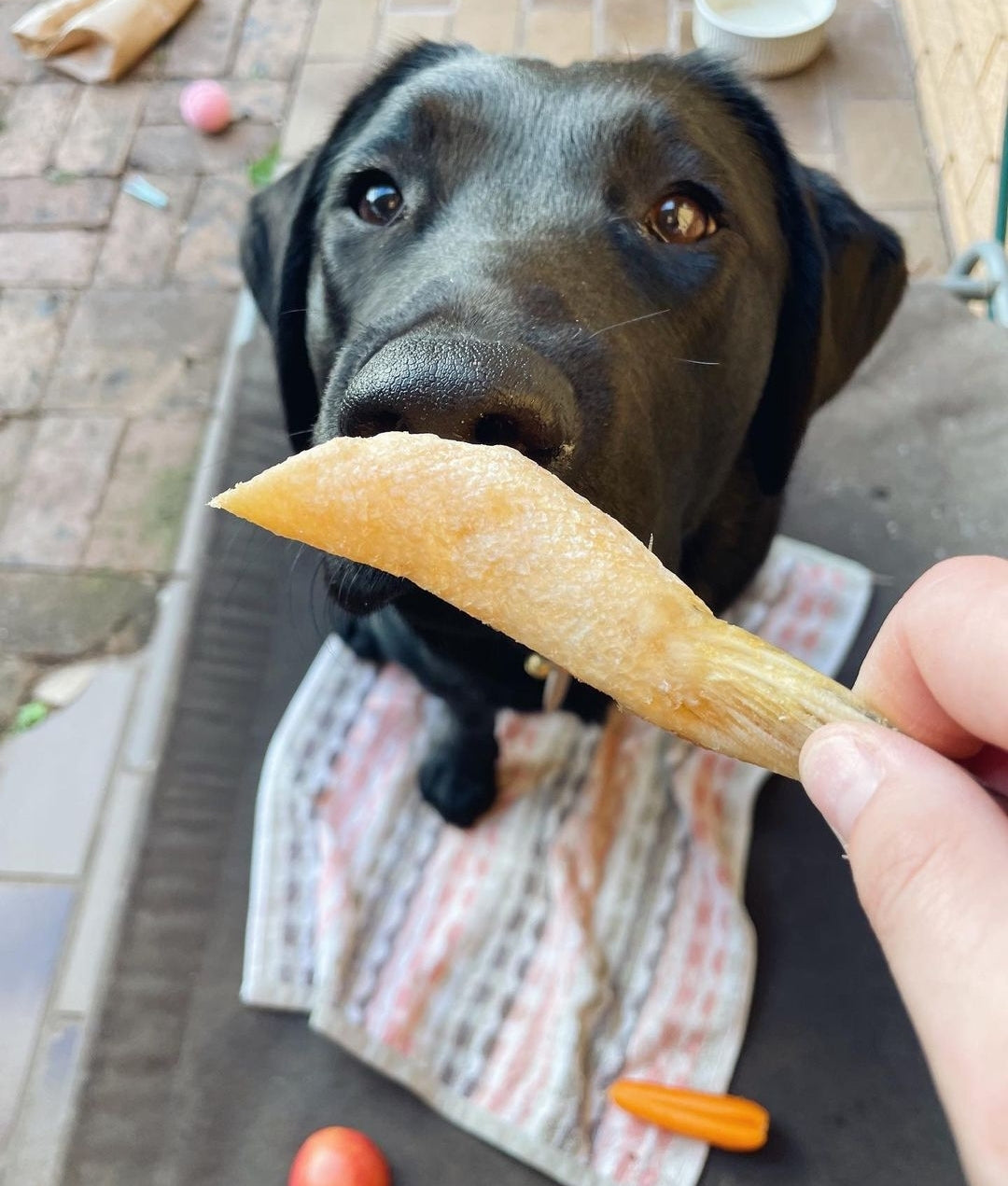 Freeze dried salmon bellies dog treats