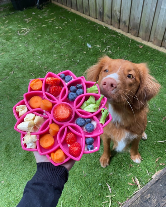 Sodapup Mandala slow feeder bowl