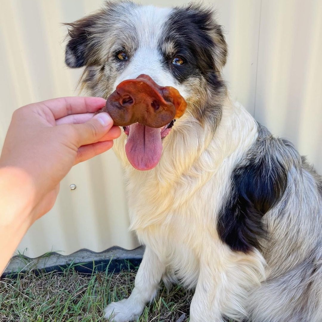 Pig snouts Pork Snouts Dog Treats
