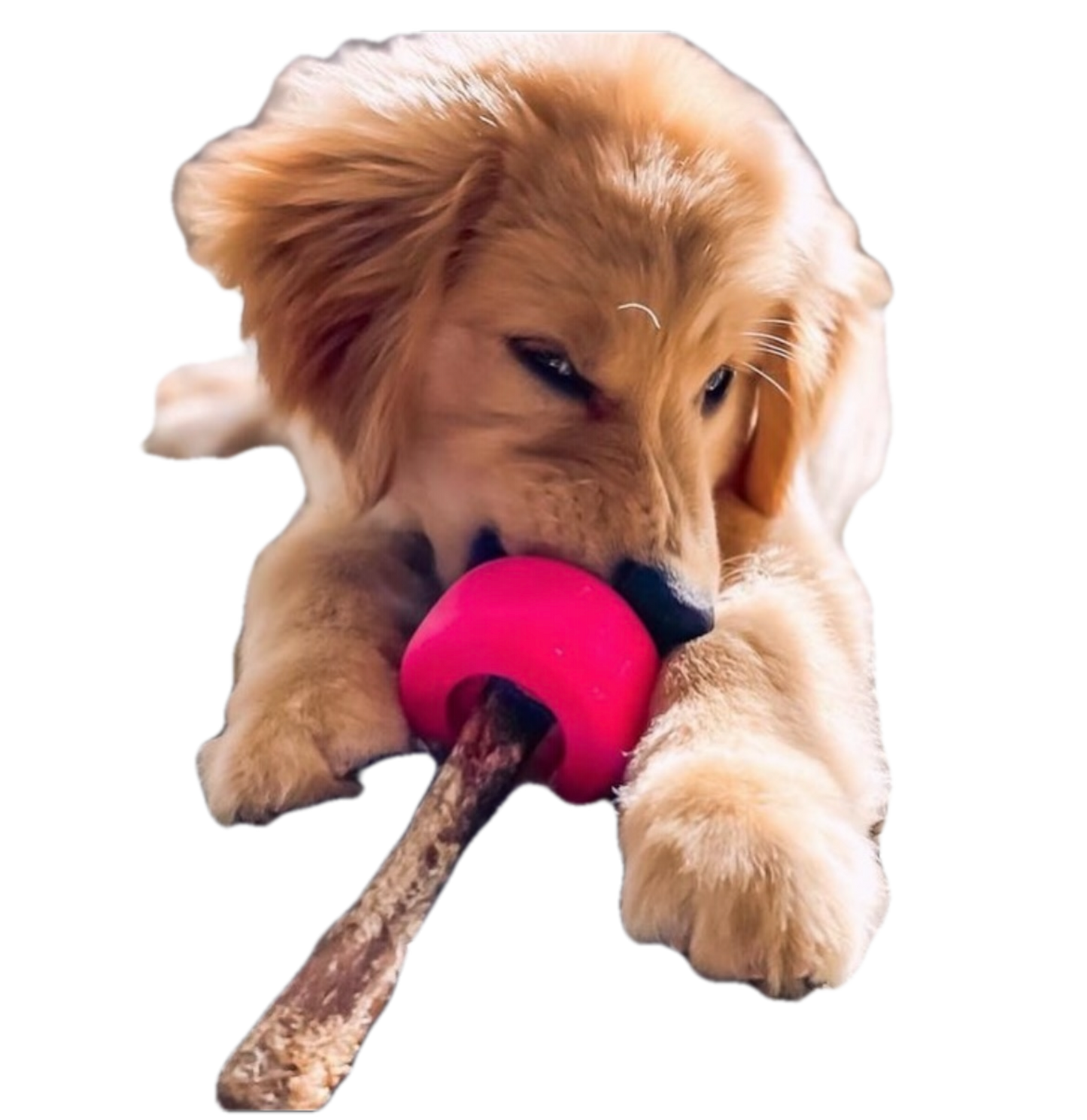 Bully Grip - Bully stick & beef pizzle holder