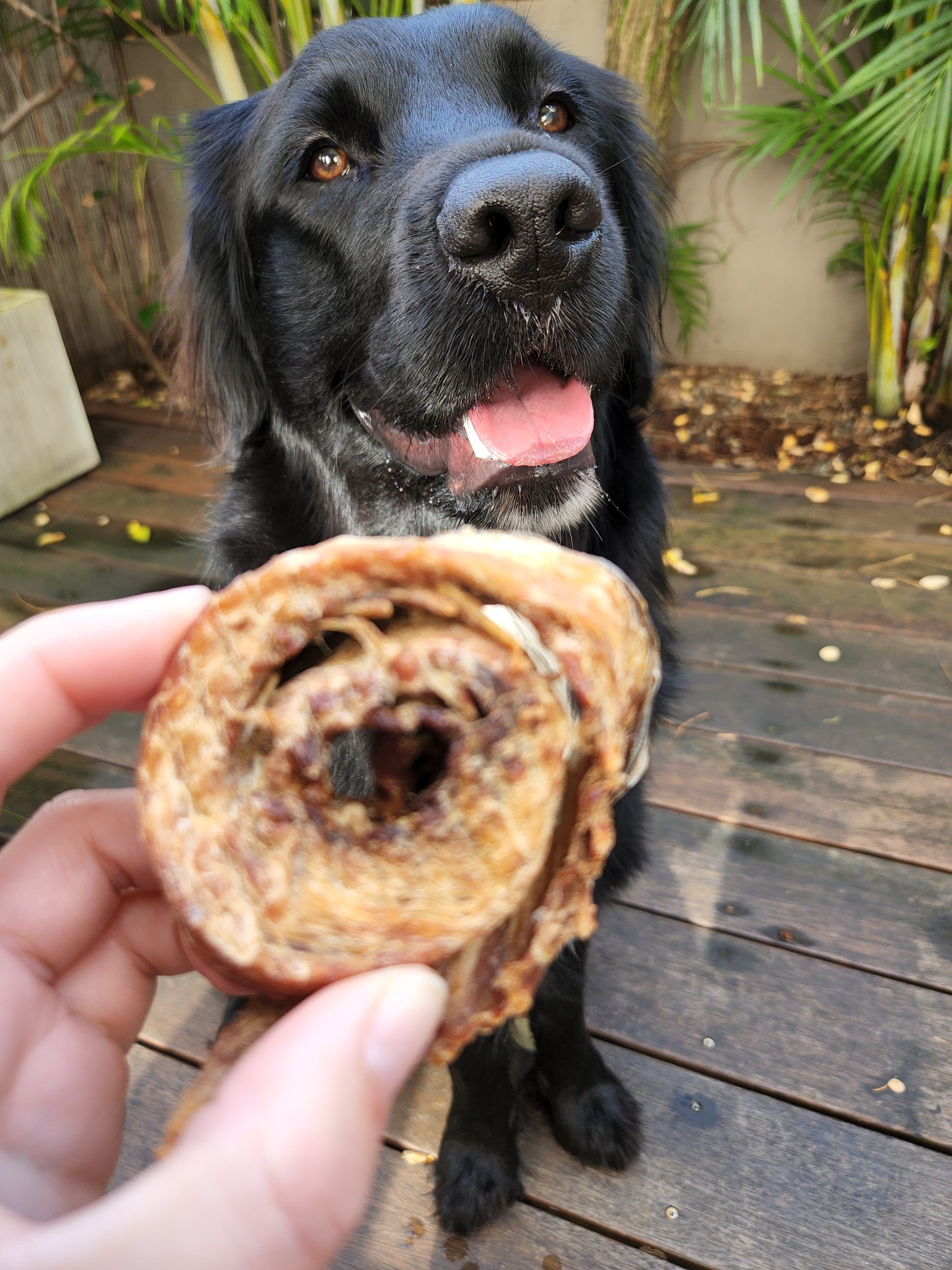 Mackerel scroll dog treats