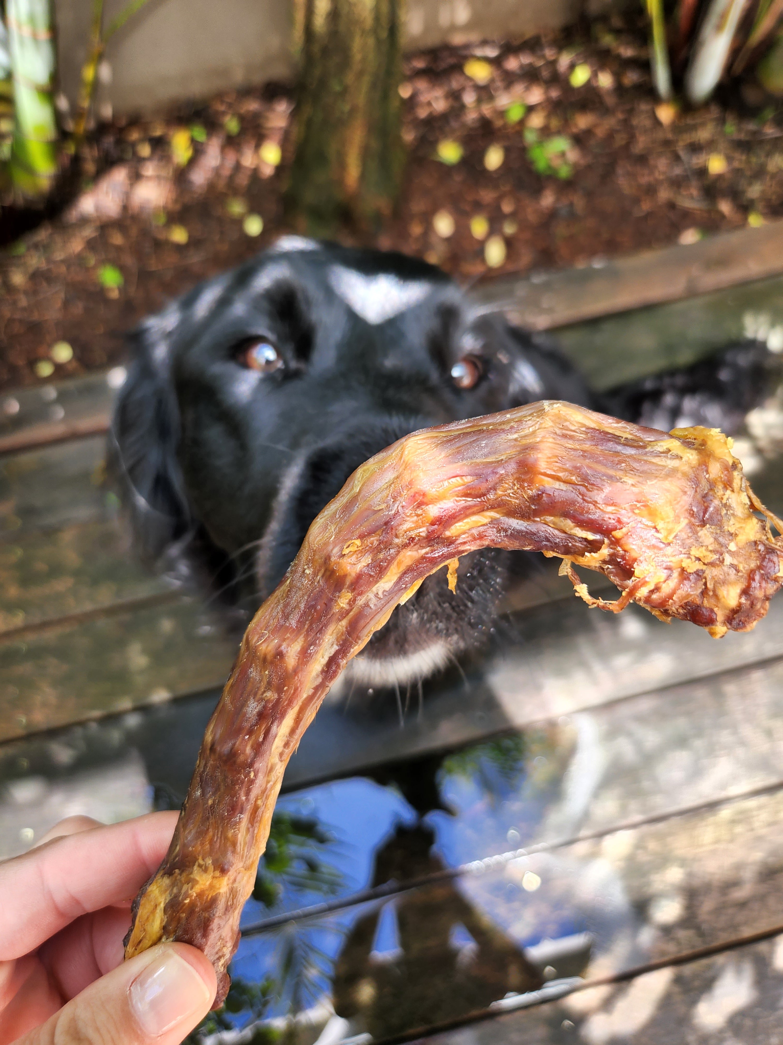 Dehydrated turkey necks for dogs best sale