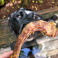 Turkey necks dog treats & dental chew