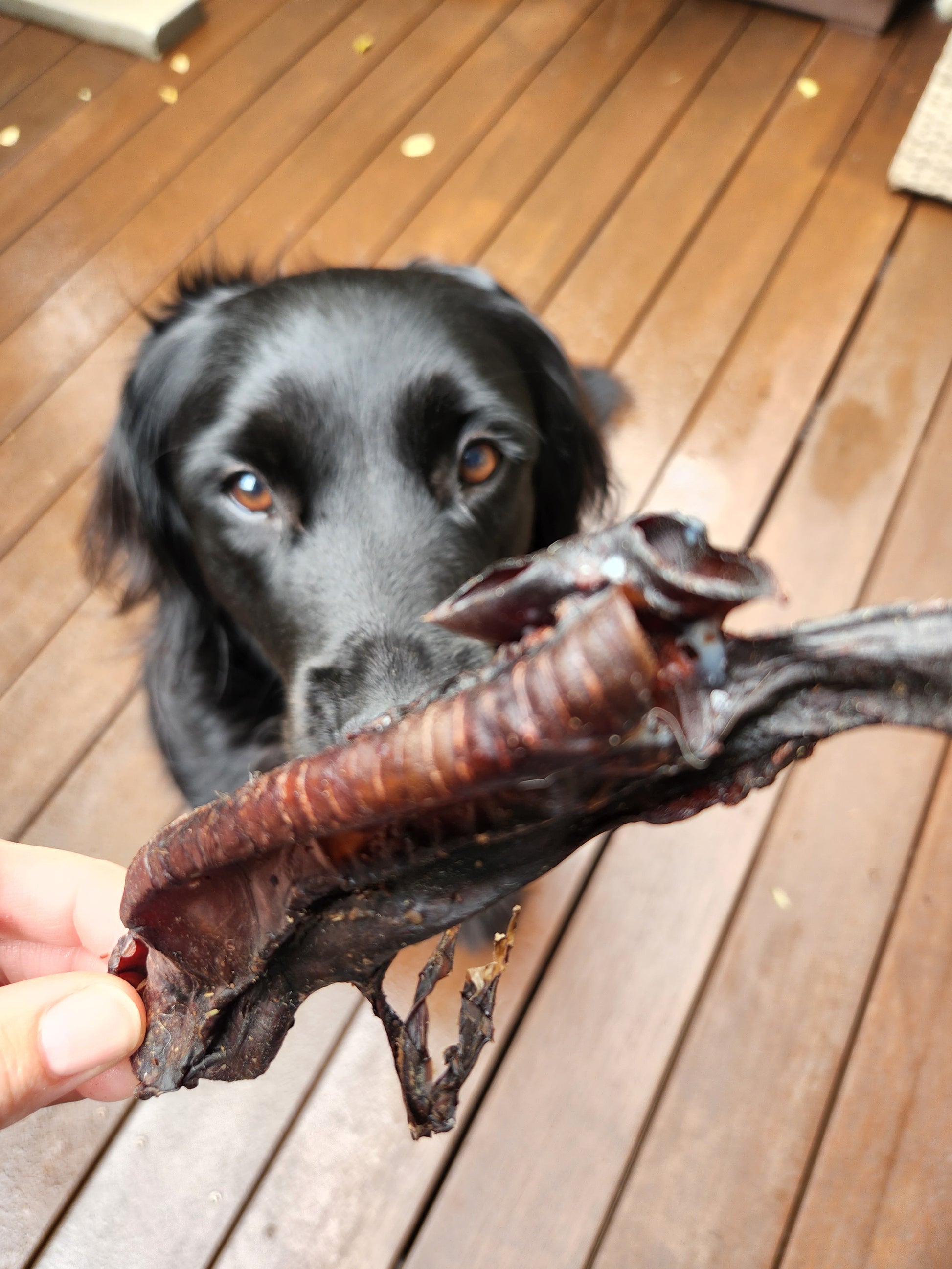 Kangaroo trachea dog treats 