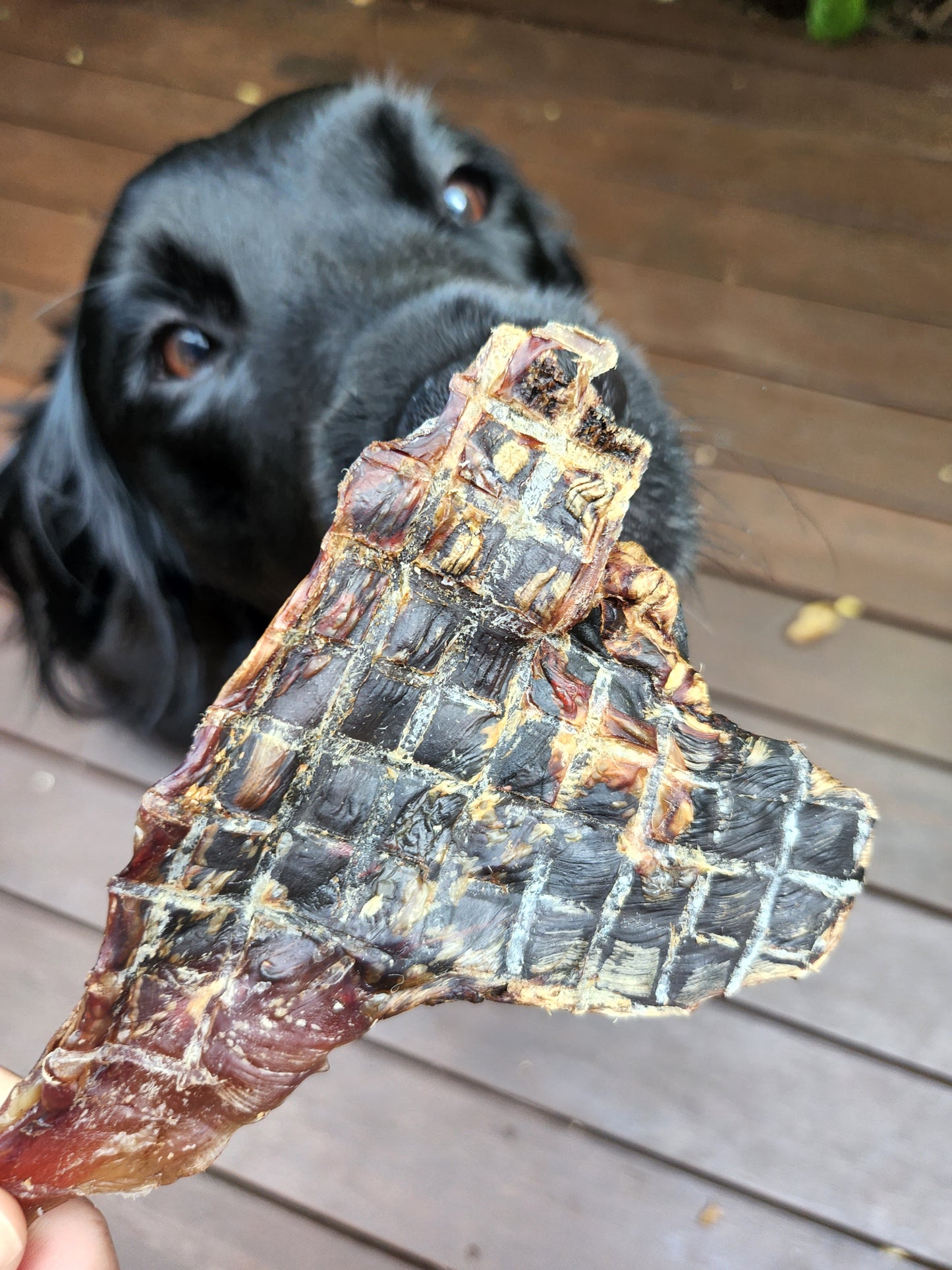Kangaroo knee tendons dog treats