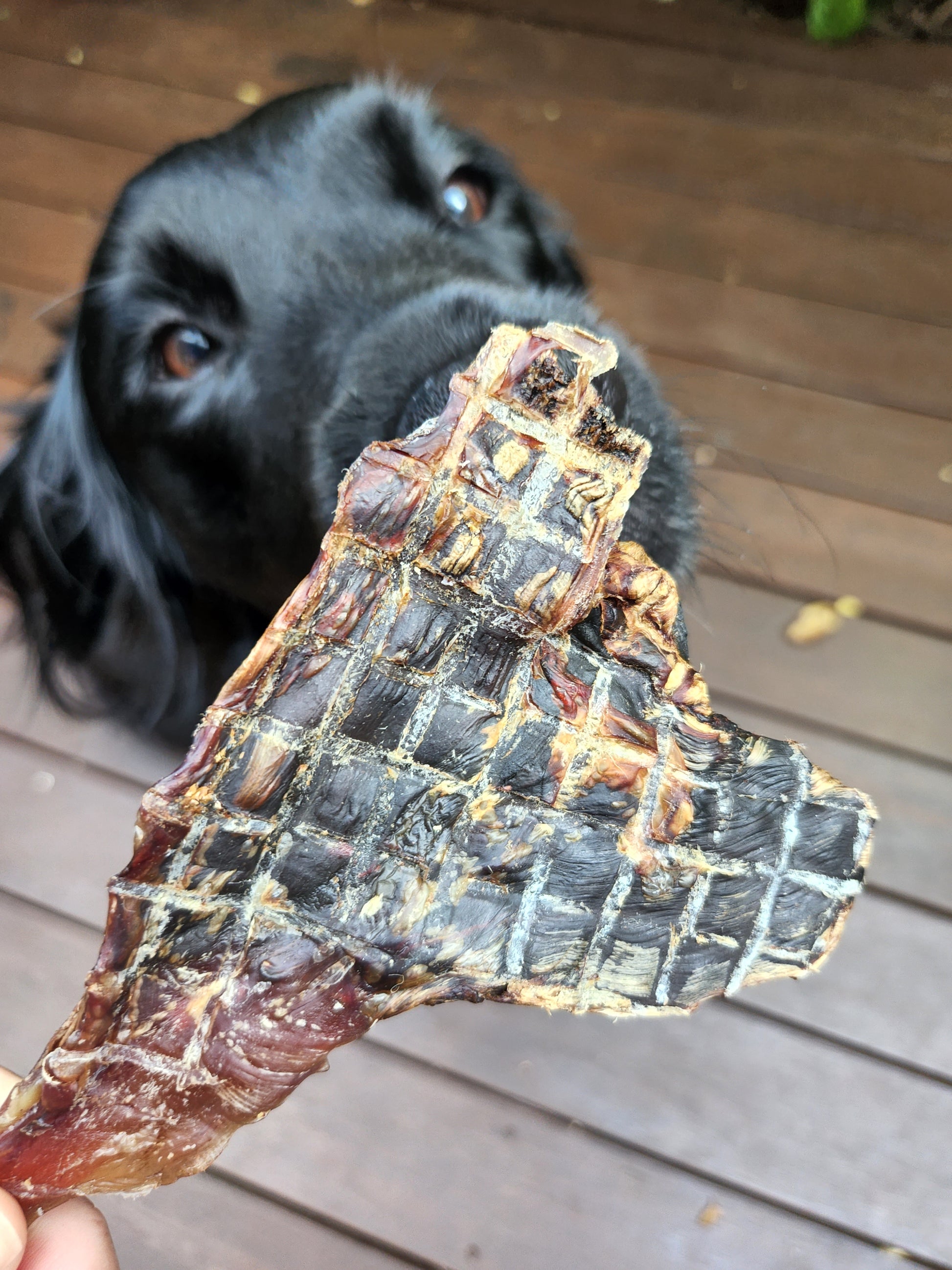 Kangaroo knee tendons dog treats