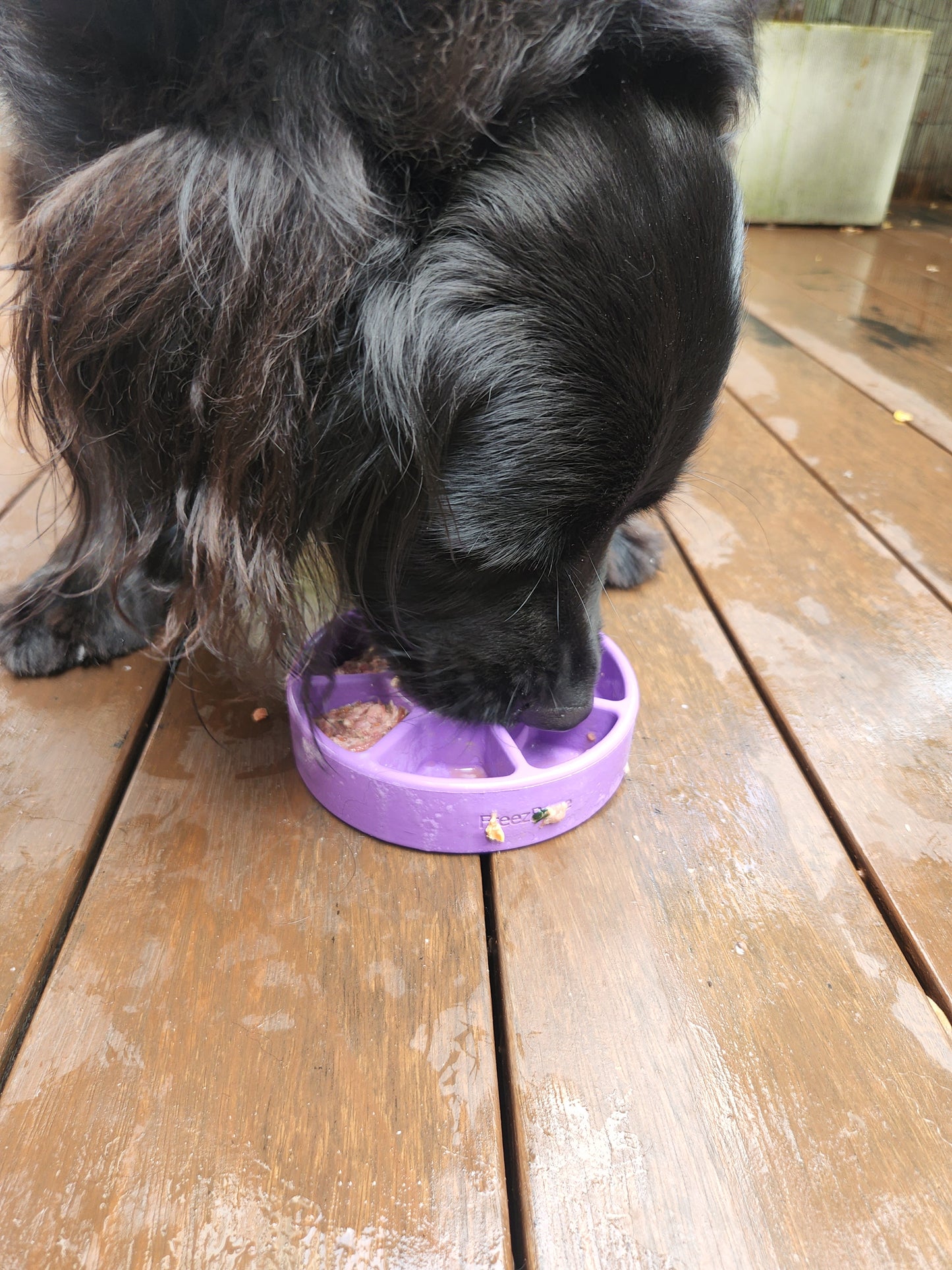 Freezbone - Freezwheel enrichment feeder