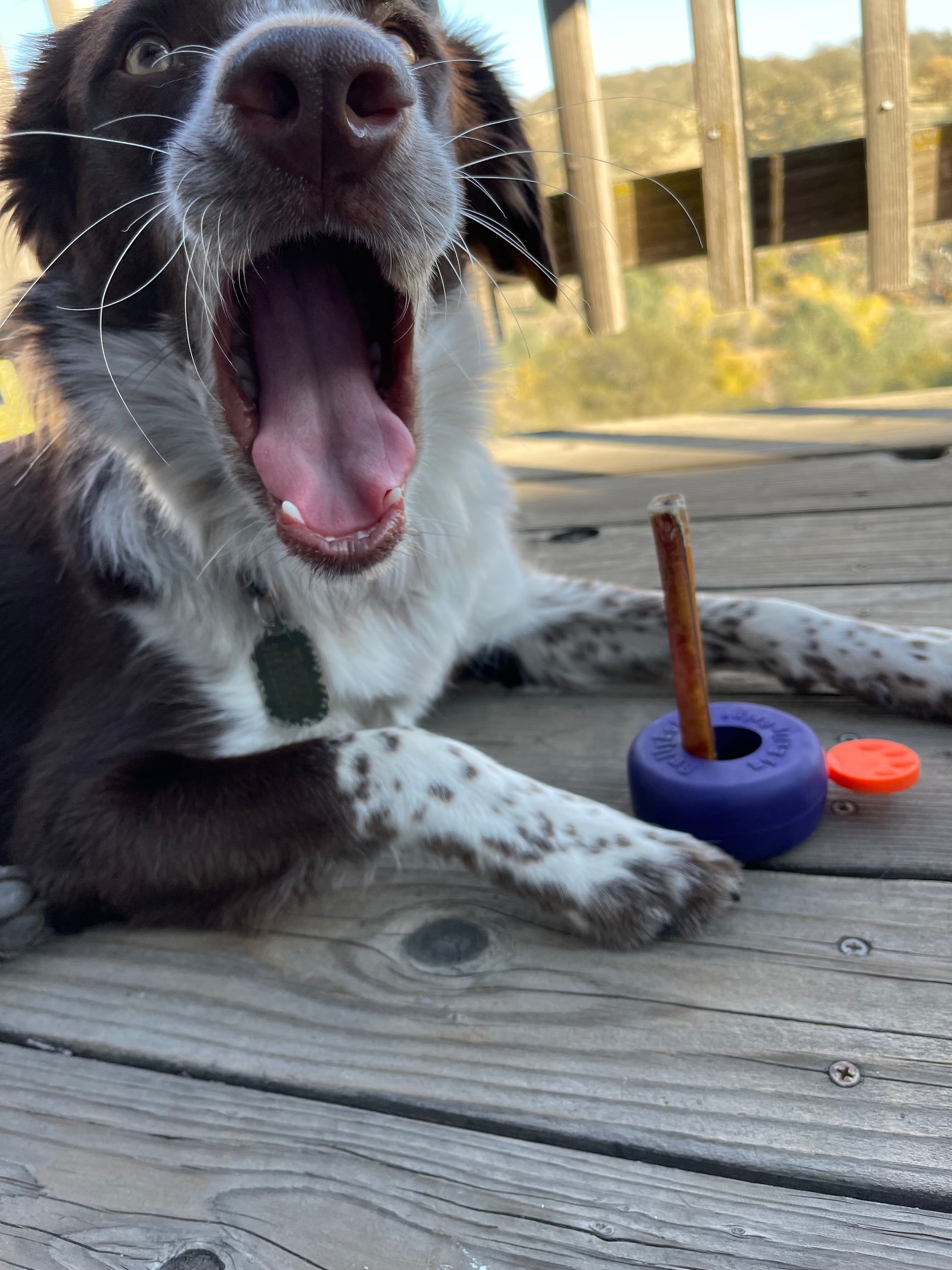 Bully Lok - Bully stick & chew treat holder