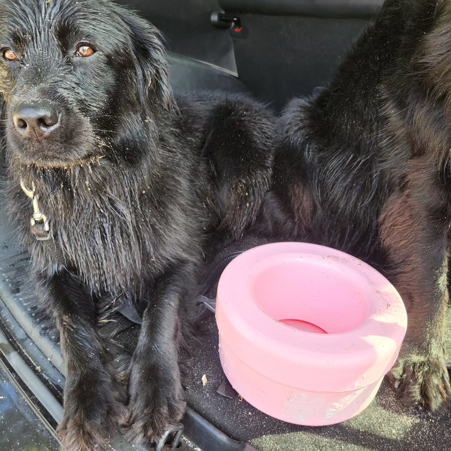 No drool water sales bowl