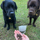 Sardine fish pellets dog treats for training