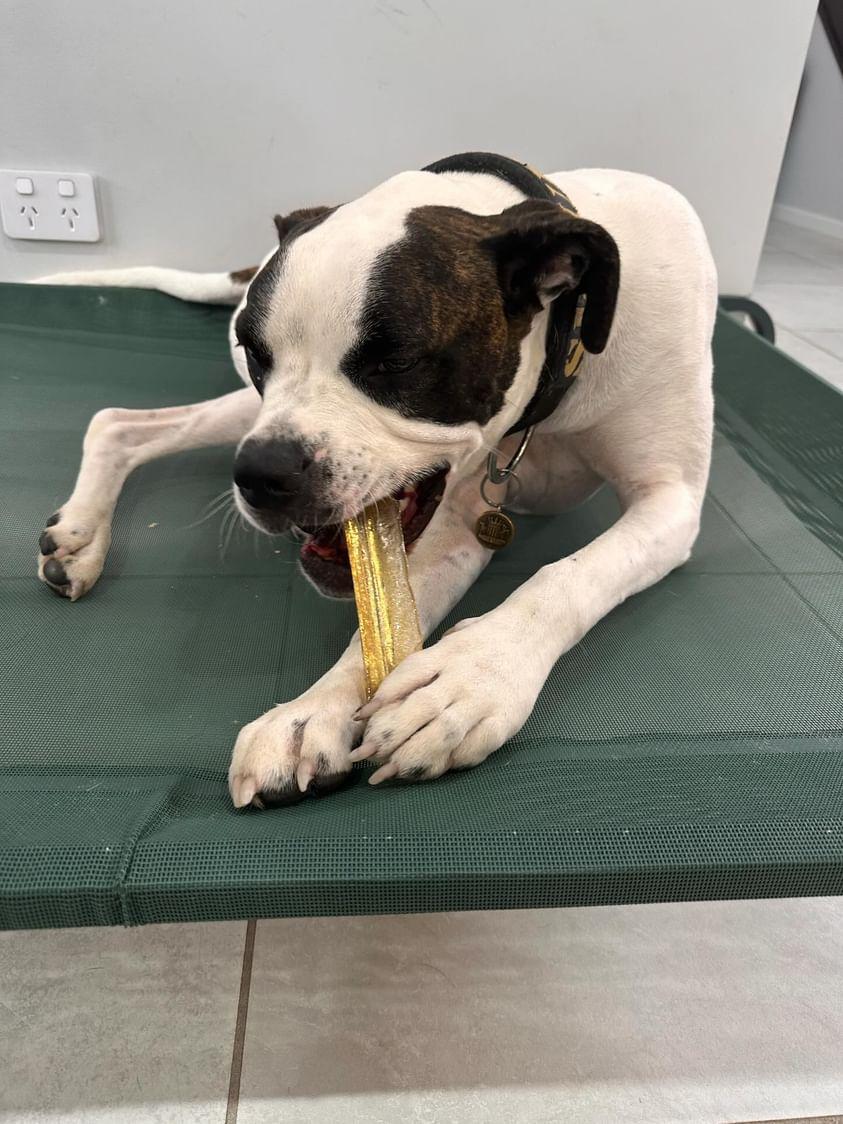 Bone marrow dental chew for dogs
