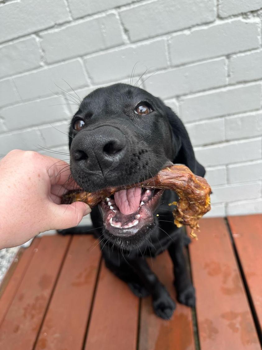 Dehydrated Turkey Necks Dog treat chew