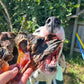 Kangaroo knee tendon dog treats
