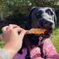 Freeze dried salmon bellies dog treats