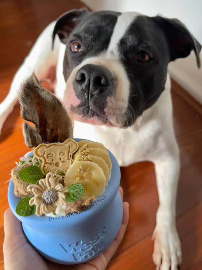 West paw limited edition Toppl mint