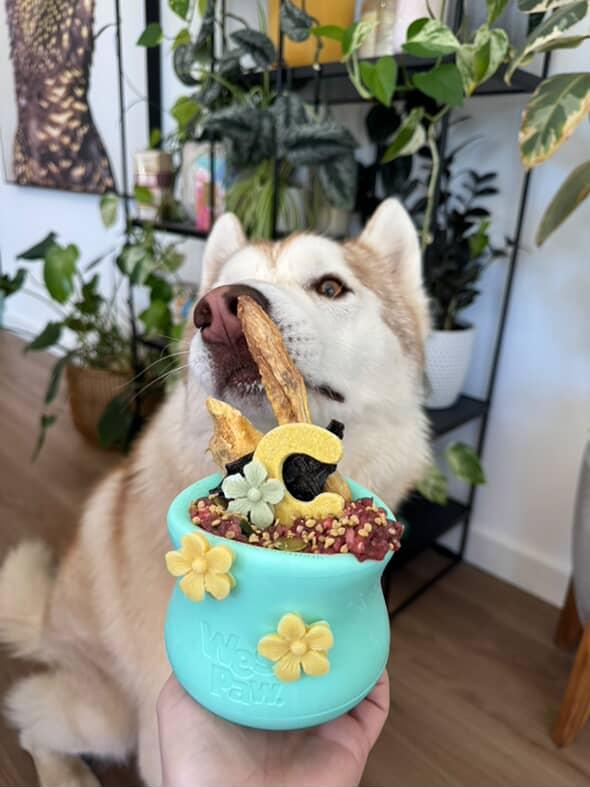 West paw Toppl limited edition mint