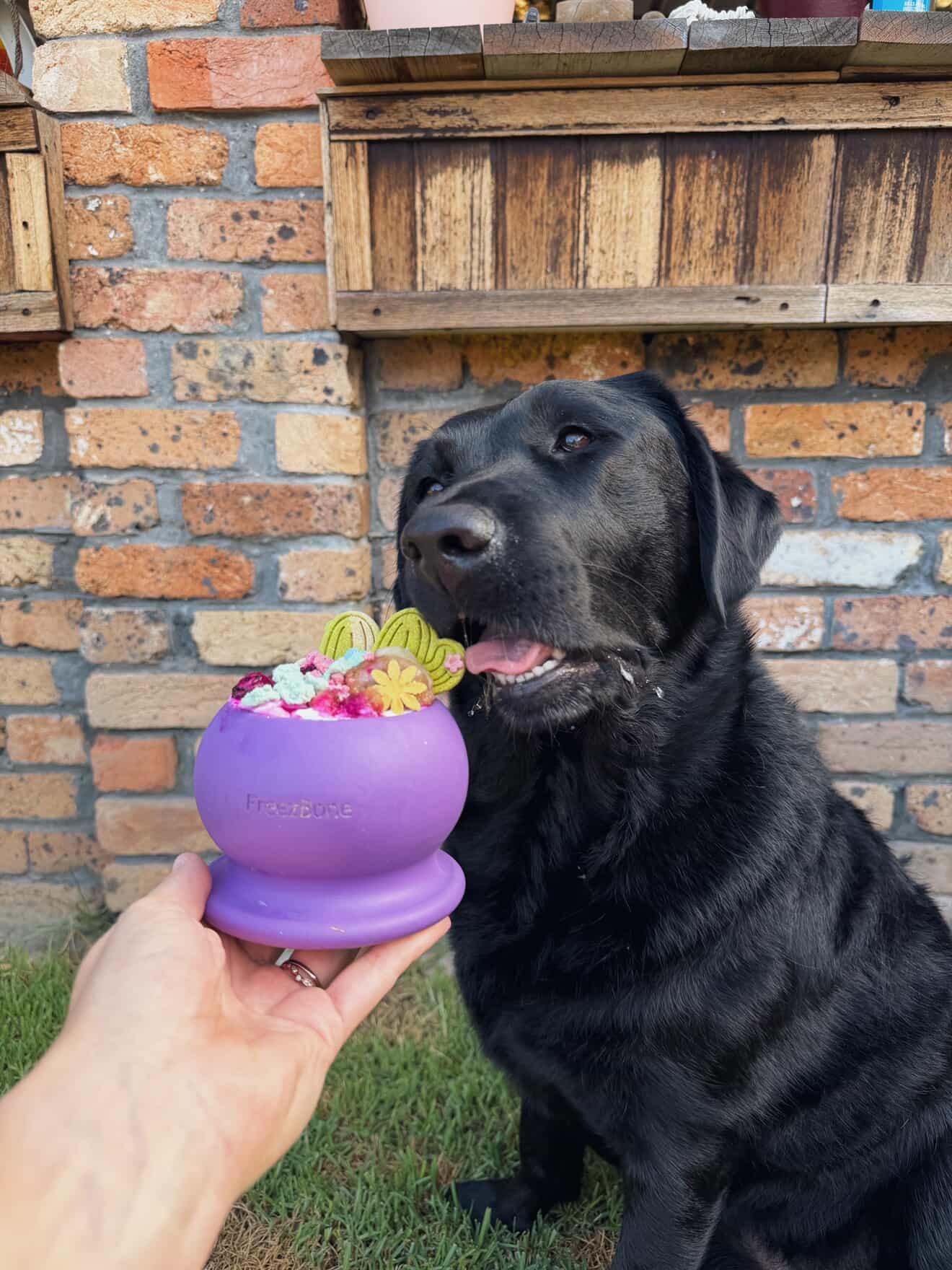 Freezbone Freezball slow feeder bowl 