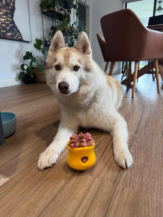 West Paw Toppl slow feeder bowl sunflower yellow