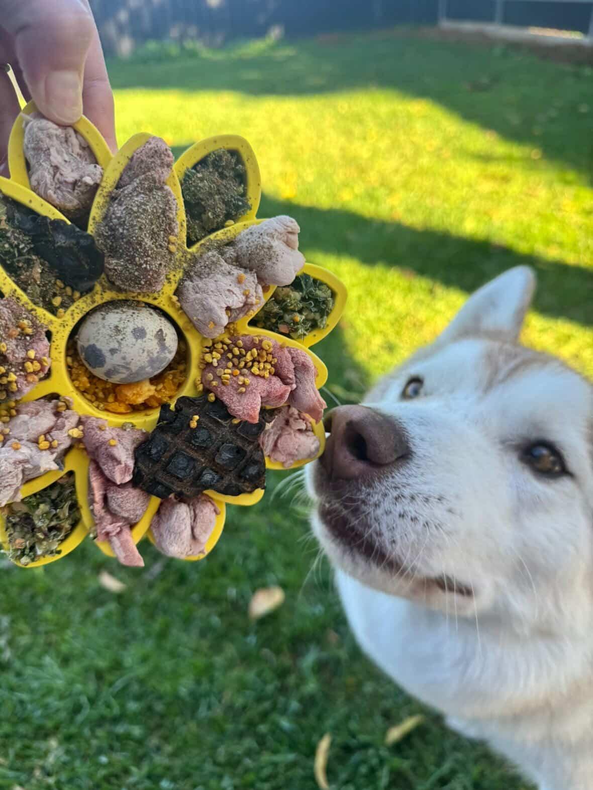 Freezbone freezflower enrichment bowl for dogs 