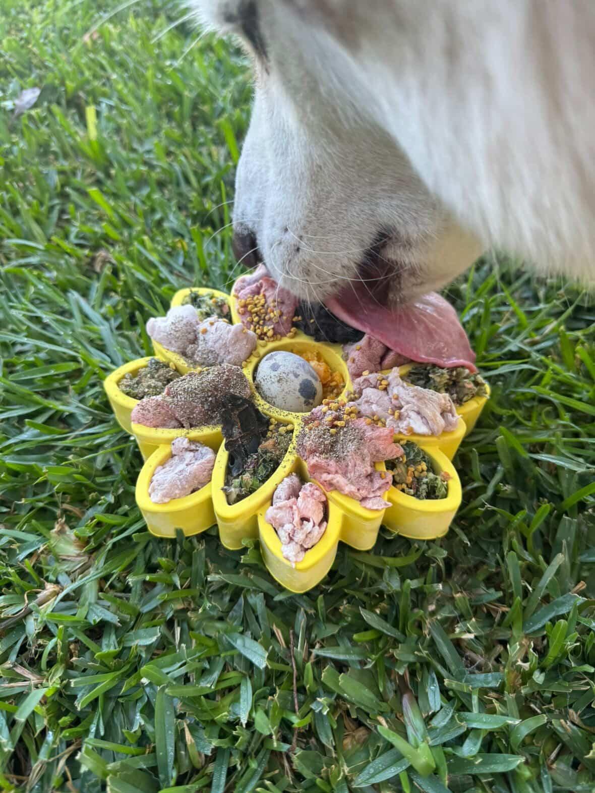 Freezbone freezflower enrichment bowl for dogs 