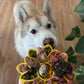 Freezbone freezflower enrichment bowl for dogs 