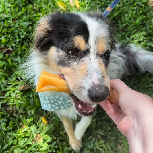 Bone marrow chew - dental chew for dogs
