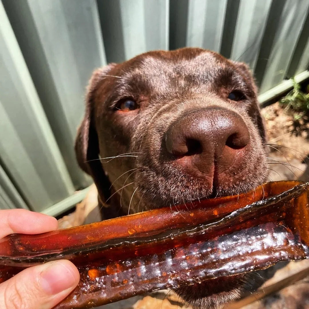 Bone marrow chew - Dental chew for dogs