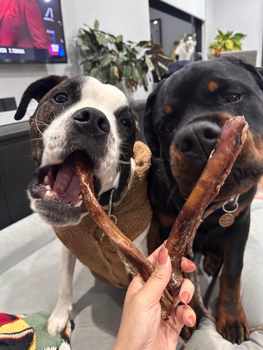 Large thick Beef Bully sticks for dogs