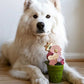 Sodapup flower pot slow feed bowl