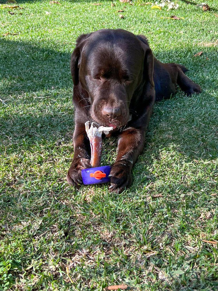 Bully Lok chew and bully stick holder